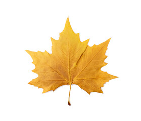 Sycamore Autumn Leaf Isolated