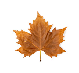 Sycamore Autumn Leaf Isolated