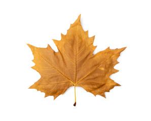 Sycamore Autumn Leaf Isolated