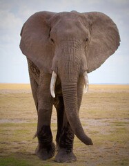 Fototapeta na wymiar Elephants of Kenyas National Parks