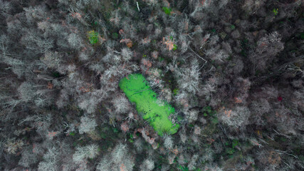 Epic Swamp In The Woods! Aerial