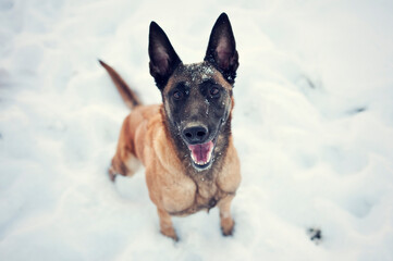 Beautiful winter. Belgian shepherd - Malinoise sitting and looking to camera. Happy playful dog on winter background with snow