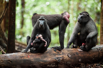 A group of Crested black macaques having a leisure time in the jungle of Sulawesi island, Indonesia
