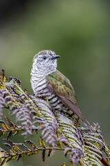 Bronze Shining Cuckoo in New Zealand