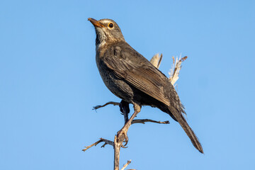 Fototapeta premium Female European Blackbird in New Zealand
