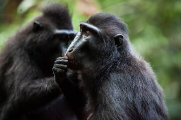 Crested black macaque eating leaves, Tangkoko National Park, Indonesia