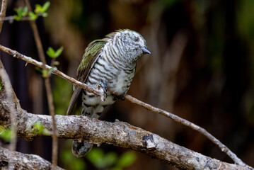 Bronze Shining Cuckoo in New Zealand