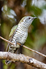 Bronze Shining Cuckoo in New Zealand
