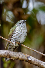 Bronze Shining Cuckoo in New Zealand