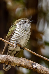 Bronze Shining Cuckoo in New Zealand