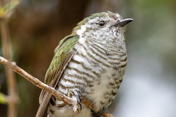 Bronze Shining Cuckoo in New Zealand
