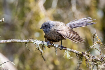 Black Morph New Zealand Fantail