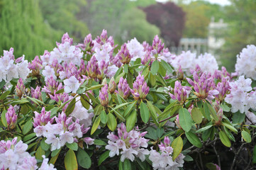 pink and white tulips