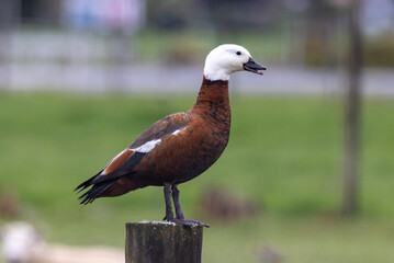 Paradise Shelduck Endemic to New Zealand
