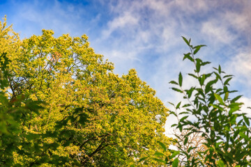 Kastanienbaum im Herbst