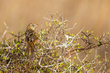 South Island Fernbird, Endemic to New Zealand