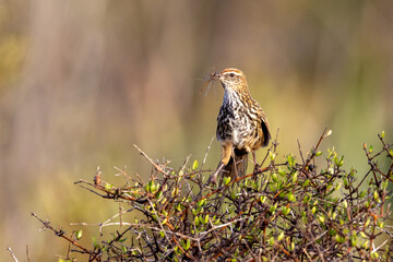 South Island Fernbird, Endemic to New Zealand