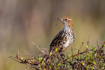 South Island Fernbird, Endemic to New Zealand