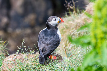 Puffin in the beautiful countryside nature of Hafnarholmi in Borgarfjordur Eystri in Iceland