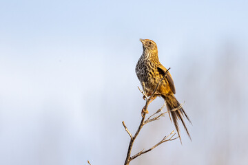 South Island Fernbird, Endemic to New Zealand
