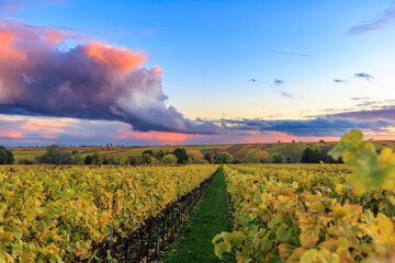 Weinberge unterhalb von St. Martin in der Pfalz 