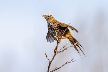 South Island Fernbird, Endemic to New Zealand
