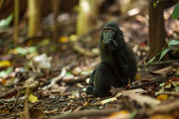 Fototapeta premium A cute juvenile Celebes crested macaque sits on the ground in the tropical rainforest, Tangkoko National Park, Indonesia