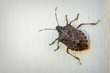 A brown stink bug clings to outdoor siding in the autumn sunlight. - obrazy, fototapety, plakaty