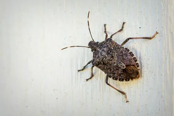 Foto op Plexiglas A brown stink bug clings to outdoor siding in the autumn sunlight. © Jennifer