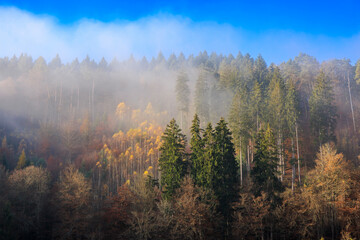 Pfälzer Wald im Nebel