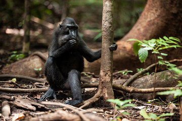 Celebes crested macaque having its meal while holding a tree trunk, Tangkoko National Park, Indonesia