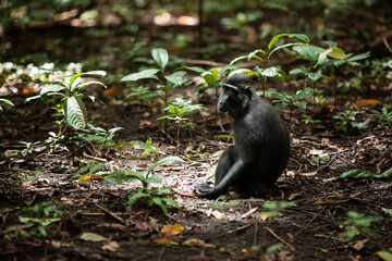 Celebes crested macaque sitting on the foliage in sunlight, Tangkoko National Park, Indonesia