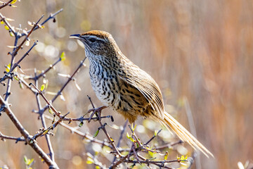 South Island Fernbird, Endemic to New Zealand