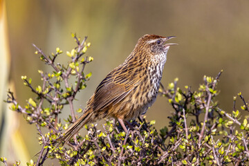 South Island Fernbird, Endemic to New Zealand