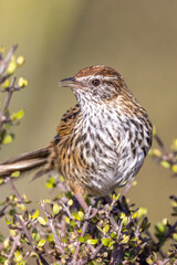 South Island Fernbird, Endemic to New Zealand