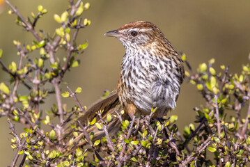 South Island Fernbird, Endemic to New Zealand