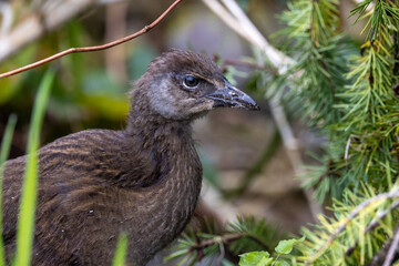Weka, Endemic Rail of New Zealand