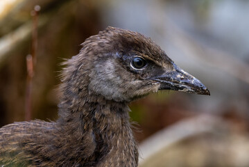 Weka, Endemic Rail of New Zealand