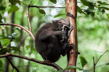 Shy looking Celebes crested macaque sitting on the tree branch, Tangkoko National Park, Indonesia