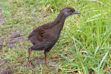 Weka, Endemic Rail of New Zealand