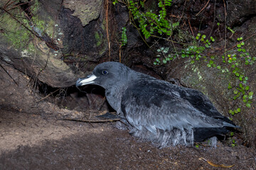 Westland Petrel at Breeding Colony in Punakaiki, New Zealand