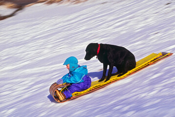 Bucky Brownell (R) tobogganing with Kodak in Andover, NH USA - obrazy, fototapety, plakaty