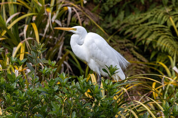 White Heron at Breeding Colony in Okarito, New Zealand