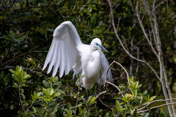 White Heron at Breeding Colony in Okarito, New Zealand