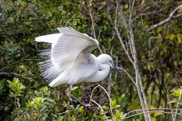 White Heron at Breeding Colony in Okarito, New Zealand