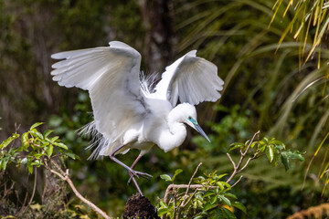 White Heron at Breeding Colony in Okarito, New Zealand