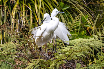 White Heron at Breeding Colony in Okarito, New Zealand