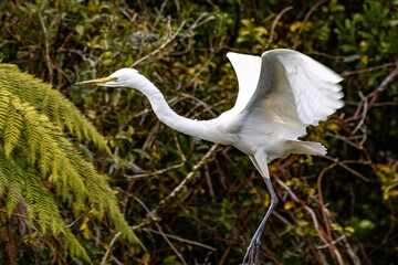White Heron at Breeding Colony in Okarito, New Zealand