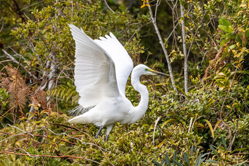 White Heron at Breeding Colony in Okarito, New Zealand