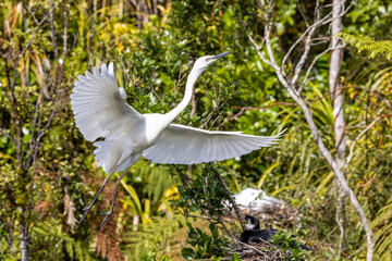 White Heron at Breeding Colony in Okarito, New Zealand